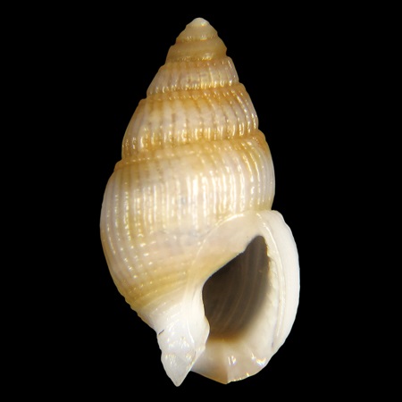 Nassariidae - S 325